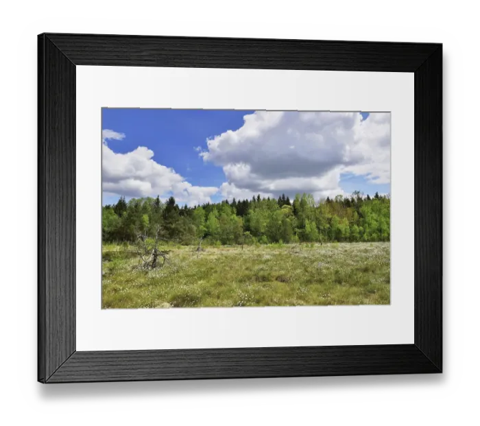 Framed Print : Flowering Tussock Cottongrass (Eriophorum vaginatum) on rewetted Framed Print : Flowering Tussock Cottongrass (Eriophorum vaginatum) on rewetted