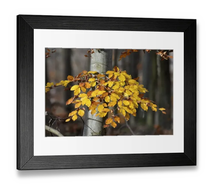 Framed Print : Colourful beech branch in autumn forest Framed Print : Colourful beech branch in autumn forest