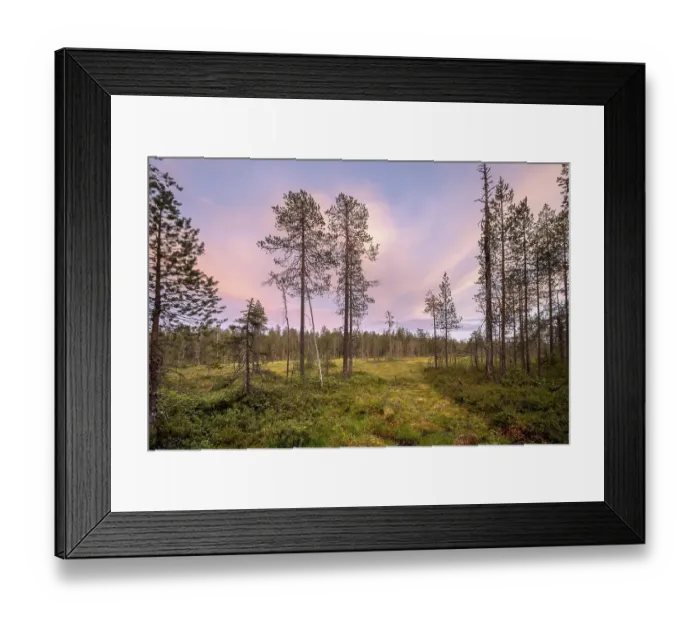 Framed Print : Moor landscape with conifers, sunset red