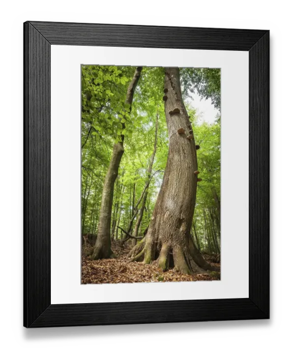 Framed Print : 300 year old beech (Fagus sylvatica) with tree fungi Framed Print : 300 year old beech (Fagus sylvatica) with tree fungi