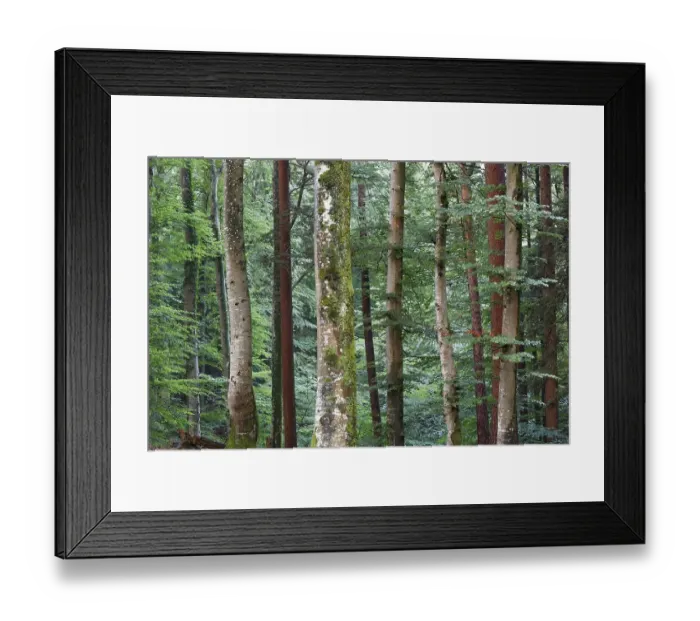 Framed Print : Mixed forest, Icking, Upper Bavaria Framed Print : Mixed forest, Icking, Upper Bavaria