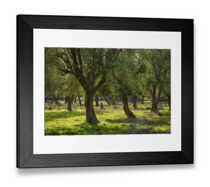 Framed Print : Olive grove, Borsh, Albanian Riviera Framed Print : Olive grove, Borsh, Albanian Riviera