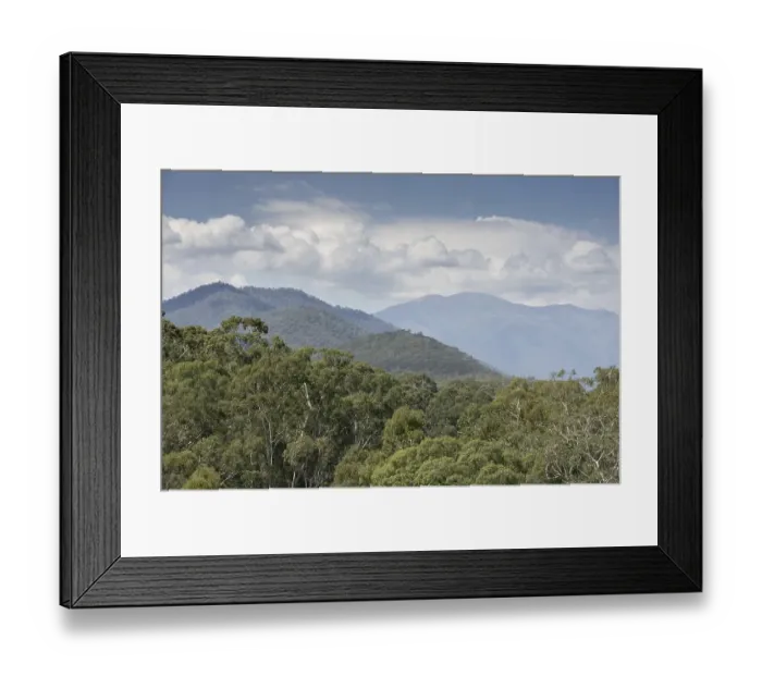 Framed Print : Forest habitat of gum tree bark (Eucalyptus delegatensis) Framed Print : Forest habitat of gum tree bark (Eucalyptus delegatensis)