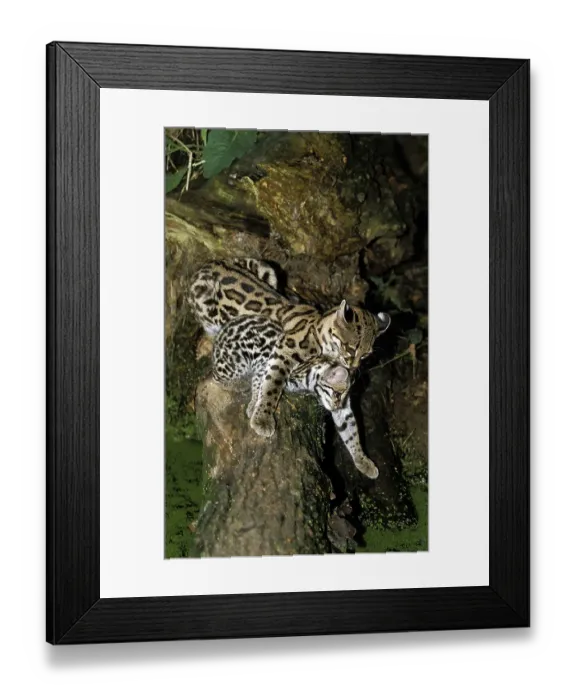 Framed Print : Margay (leopardus wiedii), FEMALE CAT WITH DICE IN THE MOUTH Framed Print : Margay (leopardus wiedii), FEMALE CAT WITH DICE IN THE MOUTH