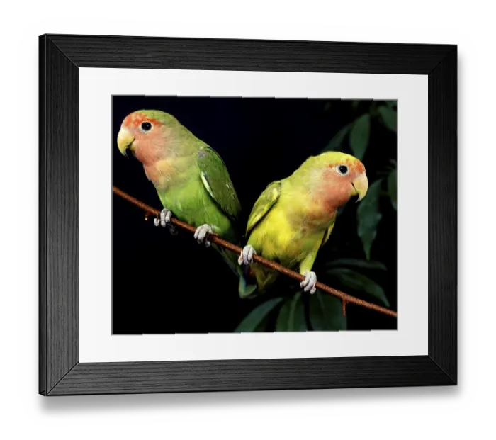 Framed Print : Rosy Faced Lovebird (agapornis roseicollis)