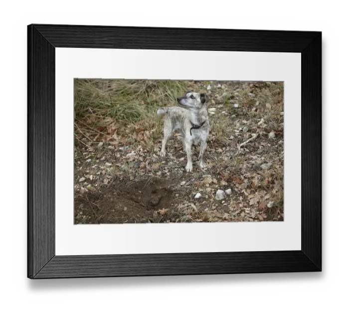 Framed Print : TRUFFLE DOG, TRUFFLE GATHERING IN DROME IN FRANCE