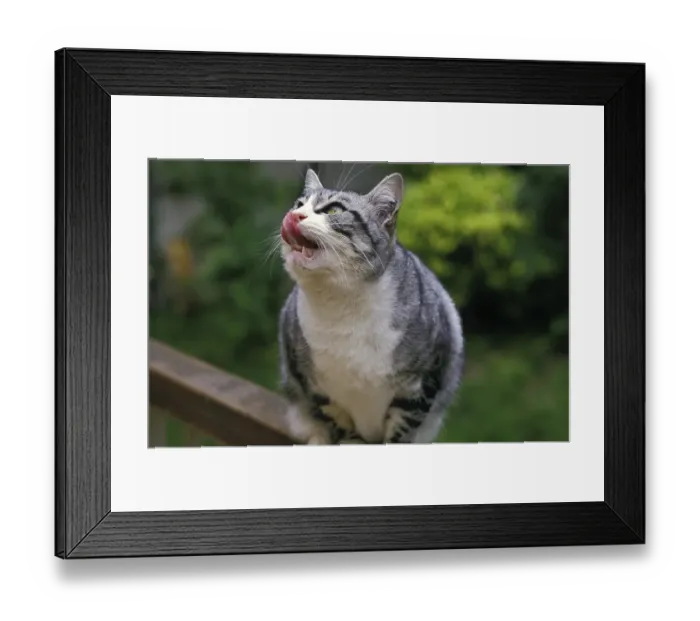 Framed Print : Domestic Cat Licking its Chops