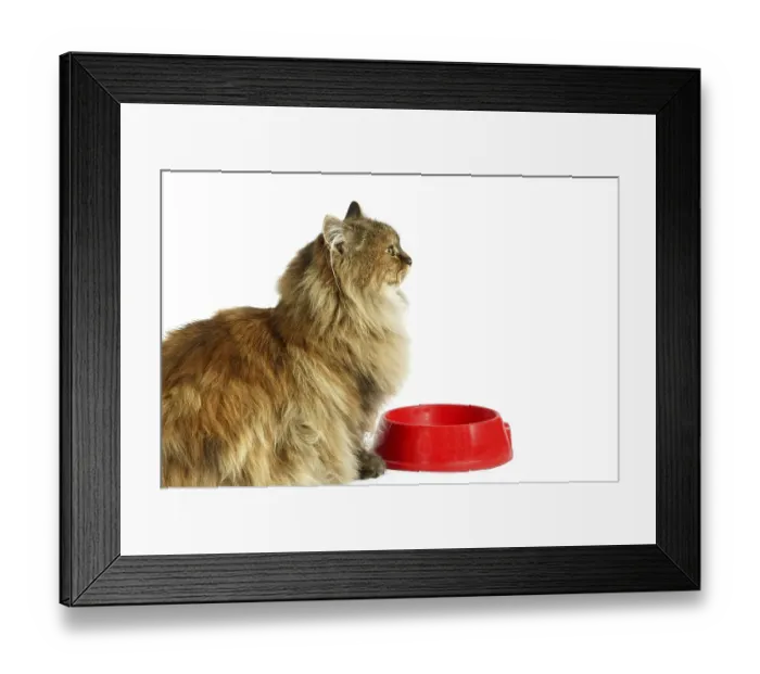 Framed Print : Tortoiseshell Persian Domestic Cat