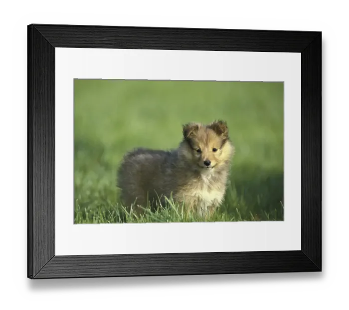 Framed Print : Shetland Sheepdog, Pup standing on Lawn