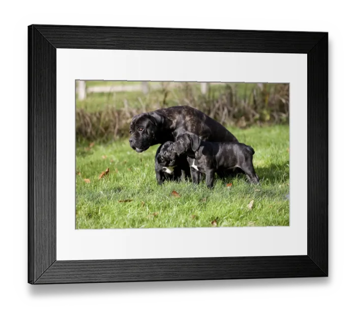 Framed Print : Cane Corso, Dog Breed from Italy Framed Print : Cane Corso, Dog Breed from Italy