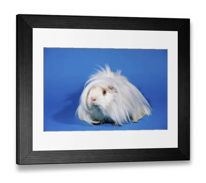 Framed Print : Peruvian guinea pig, white