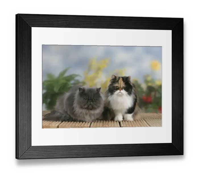Framed Print : Persian cats, black-tortie-white and blue