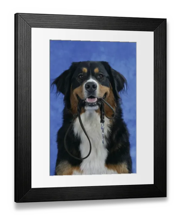 Framed Print : Bernese mountain dog holds leash in mouth