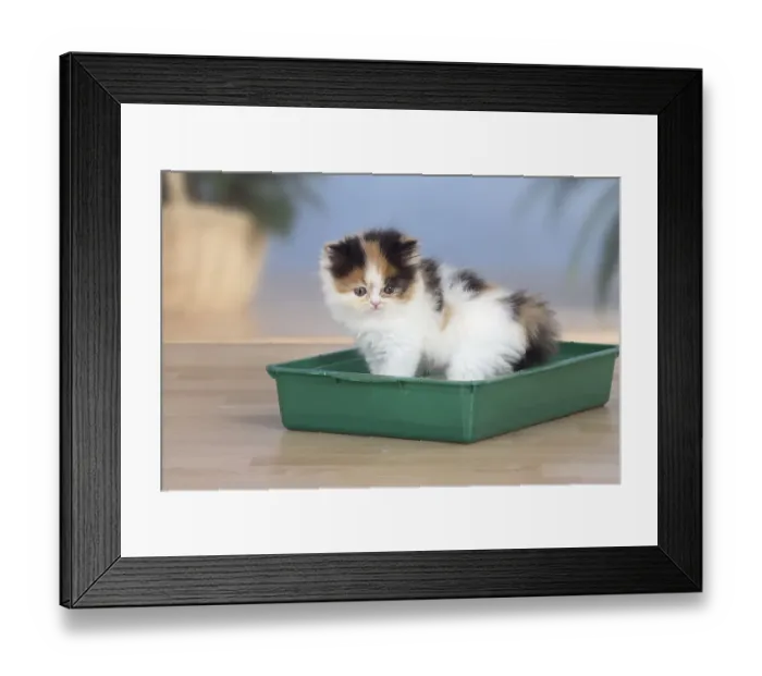 Framed Print : Persian cat, Kitten, On litter box, Litter box