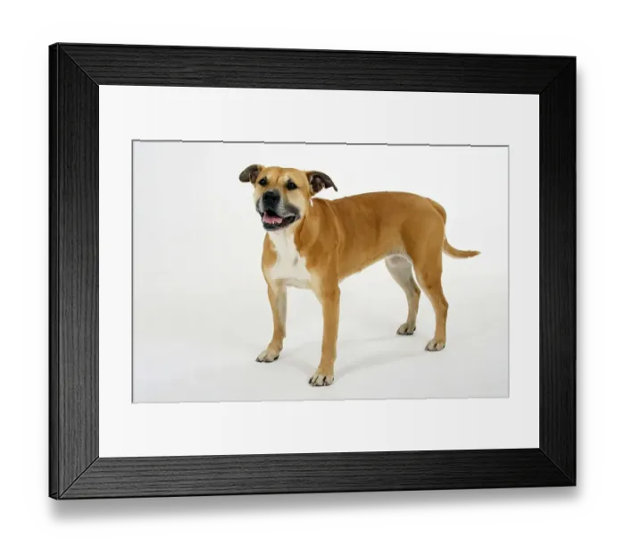 Framed Print : Amerikanischer Staffordshire Terrier