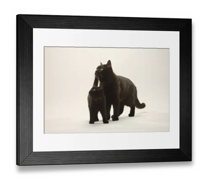 Framed Print : British shorthair cat with kitten Framed Print : British shorthair cat with kitten
