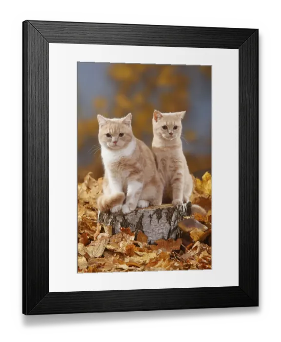 Framed Print : British shorthair cats, cream and cream-white Framed Print : British shorthair cats, cream and cream-white
