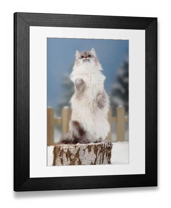 Framed Print : Neva Masquarade, blue-silver-tabby-point Framed Print : Neva Masquarade, blue-silver-tabby-point