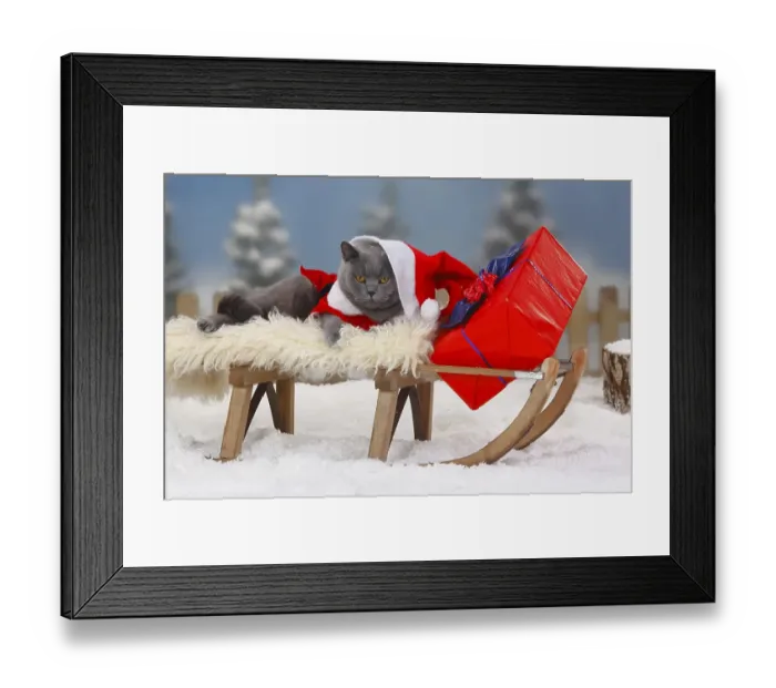Framed Print : British shorthair cat, blue, male
