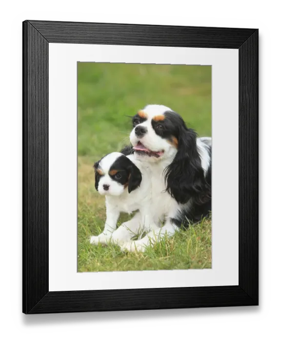 Framed Print : Cavalier King Charles Spaniel, bitch with puppy