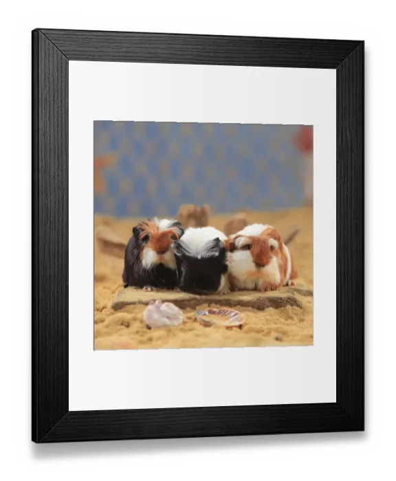 Framed Print : Coronet guinea pigs, tortie-white and red-white