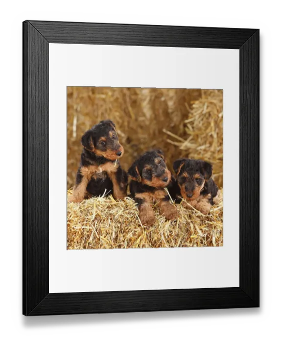 Framed Print : Welsh Terrier, puppies, 7 weeks