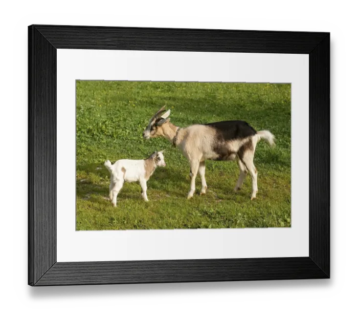 Framed Print : Dwarf goats, mother and young, Hinterriss Framed Print : Dwarf goats, mother and young, Hinterriss