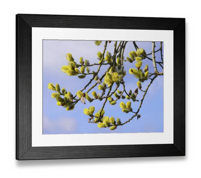 Framed Print : Willow in flower, willow catkins