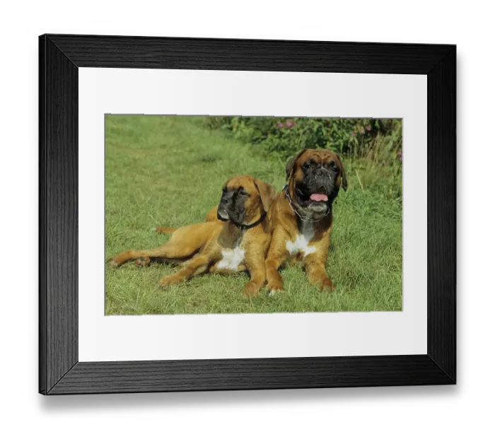 Framed Print : Two 2 Boxers, 3 years, Boxer, 5 mon