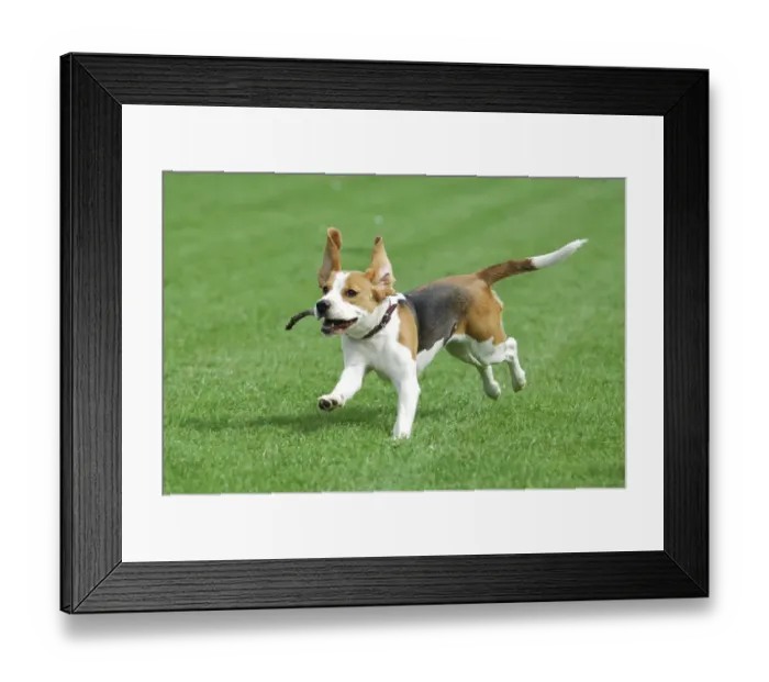 Framed Print : Young Beagle, tricolour, running with a stick in the mouth across a meadow