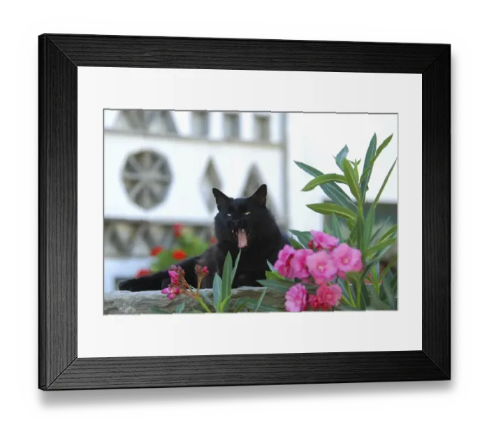 Framed Print : Black domestic cat sitting on a wall behind blossoms of oleander and yawning Framed Print : Black domestic cat sitting on a wall behind blossoms of oleander and yawning