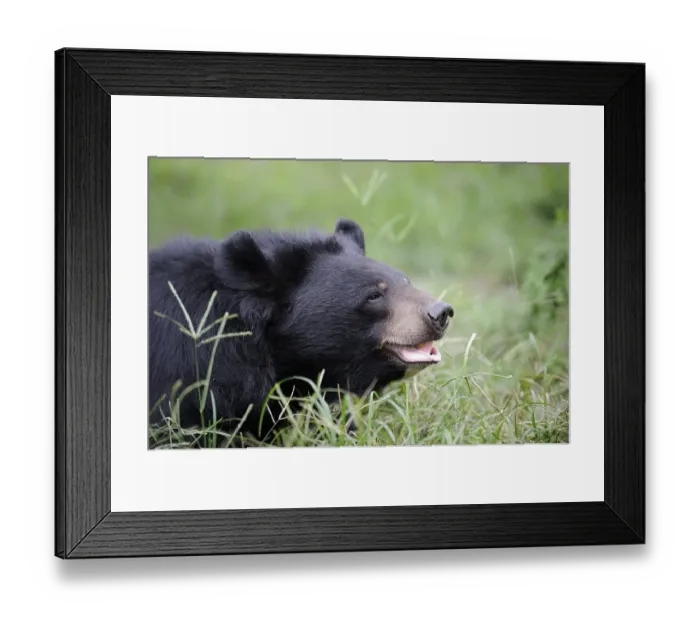 Framed Print : Asian black bear (Ursus thibetanus) (Selenarctos thibetanus)