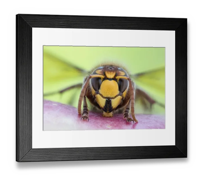 Framed Print : European hornet (Vespa crabro)