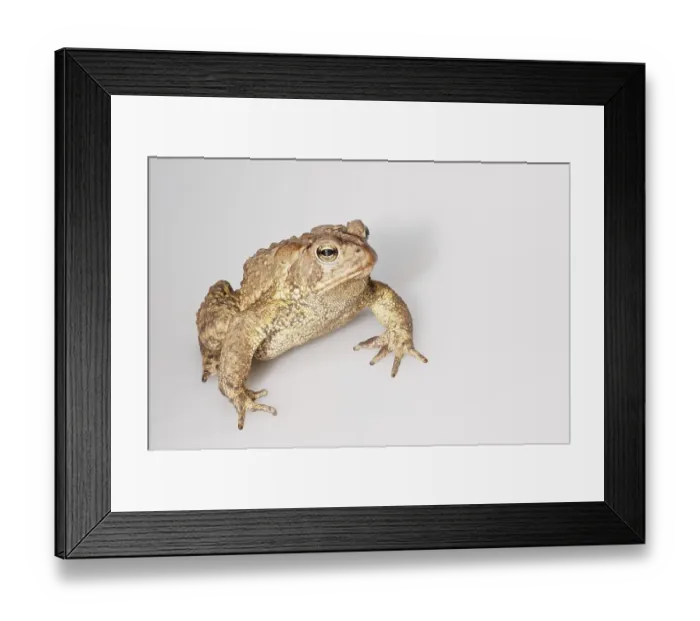 Framed Print : American toad (Bufo americanus) Framed Print : American toad (Bufo americanus)