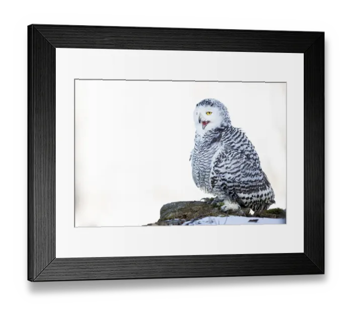Framed Print : Snowy owl (Bubo scandiacus), in winter Framed Print : Snowy owl (Bubo scandiacus), in winter