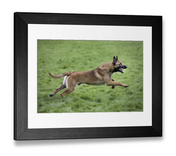 Framed Print : Malinois, Mecheler, Belgian shepherd dog, lateral Framed Print : Malinois, Mecheler, Belgian shepherd dog, lateral