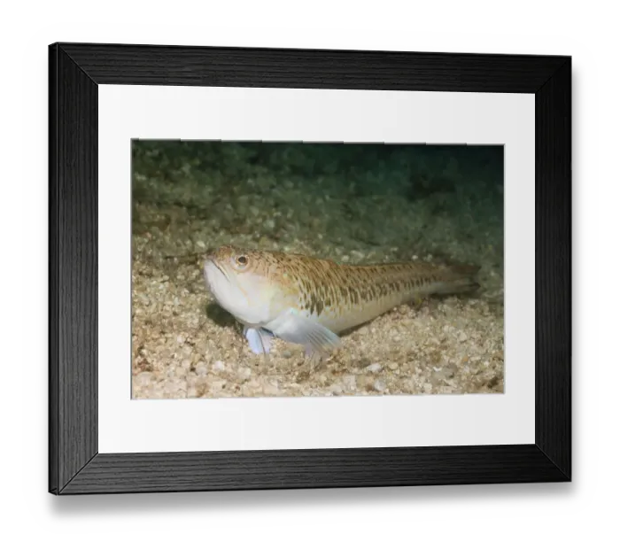Framed Print : Greater Weever (Trachinus draco) Framed Print : Greater Weever (Trachinus draco)