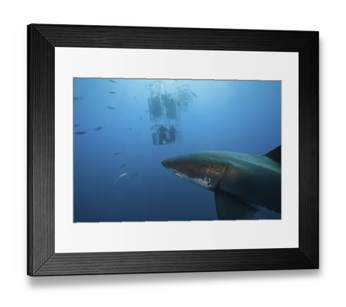 Framed Print : Cage diving with great white shark (Carcharodon carcharias) Framed Print : Cage diving with great white shark (Carcharodon carcharias)
