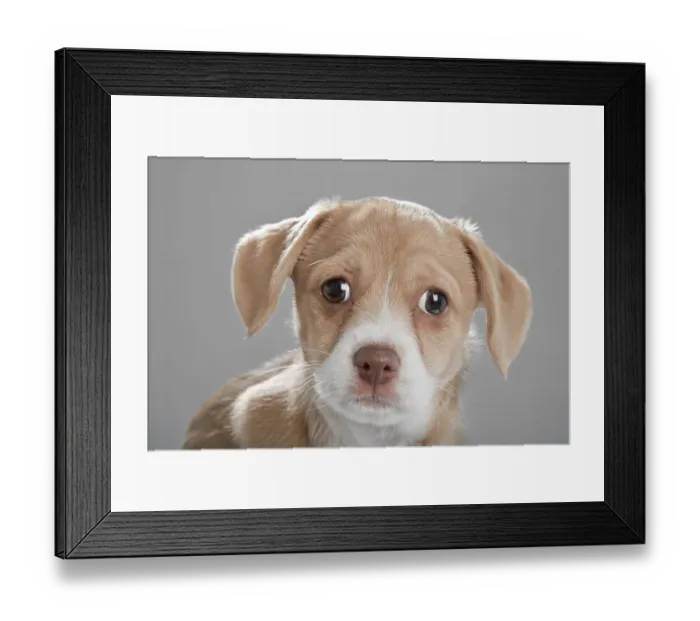 Framed Print : Mongrel puppy
