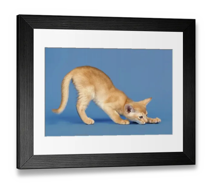 Framed Print : Abyssinian kitten, 9 weeks, colour fawn