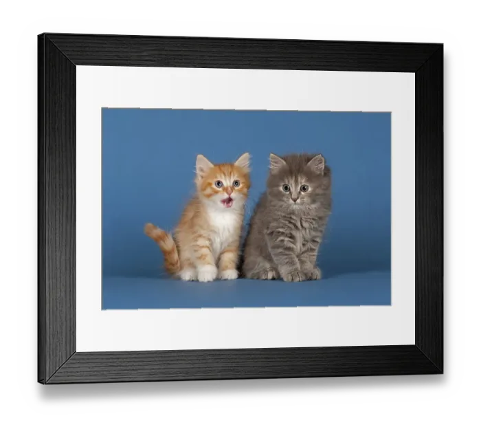 Framed Print : Two Siberian forest kittens, 7 weeks