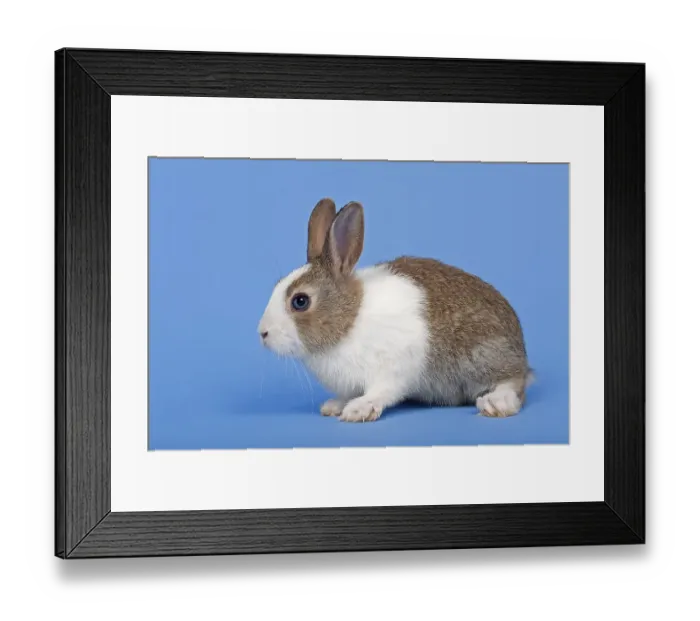 Framed Print : Dutch rabbit