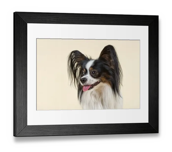 Framed Print : Papillon dog, 4 years, tricolor Framed Print : Papillon dog, 4 years, tricolor