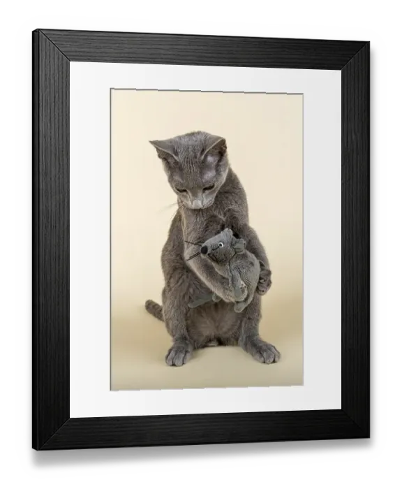Framed Print : Russian Blue kitten with toy mouse