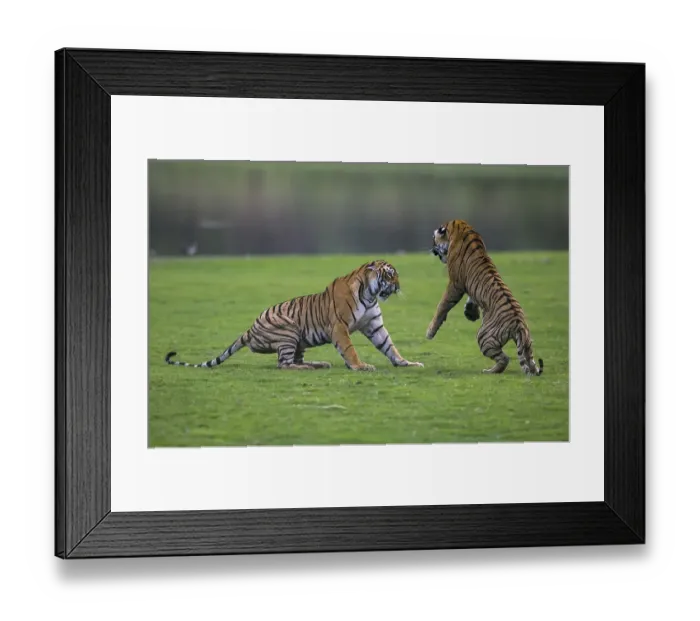 Framed Print : Indian Tigers (Panthera tigris tigris) two cubs