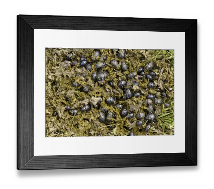 Framed Print : Earth-boring Dung Beetle (Geotrupes sp) Framed Print : Earth-boring Dung Beetle (Geotrupes sp)