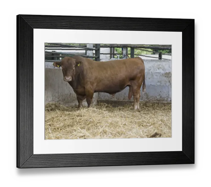 Framed Print : Domestic Cattle (Bos primigenius taurus)