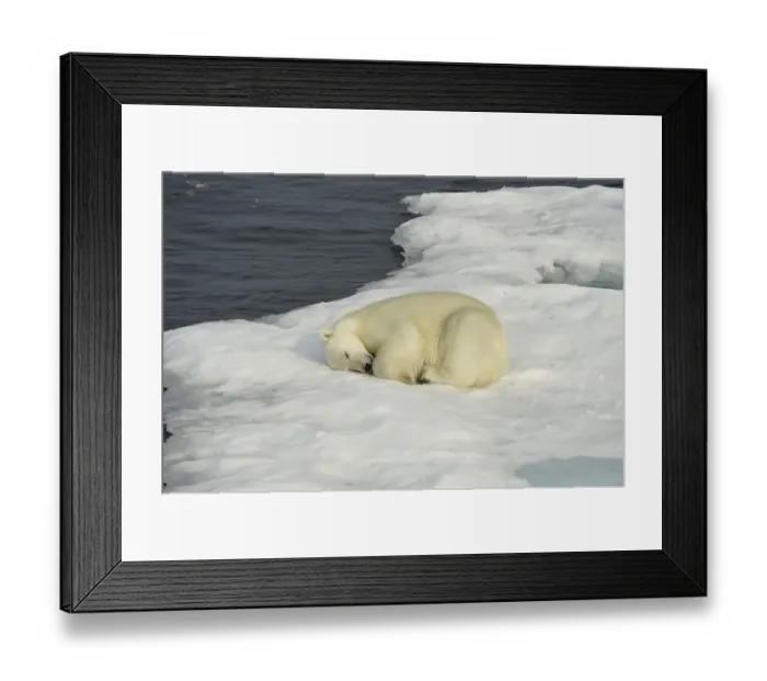 Framed Print : Polar Bear (Ursus maritimus), adult