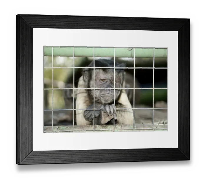 Framed Print : Capuchin Monkey (Cebinae sub-family)