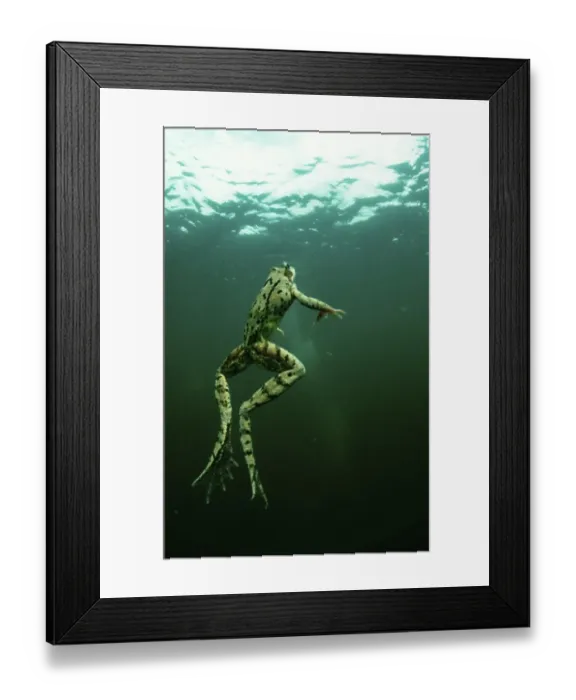 Framed Print : Water frog, Auwaldsee, Baden-Wuerttemberg (Rana esculenta)